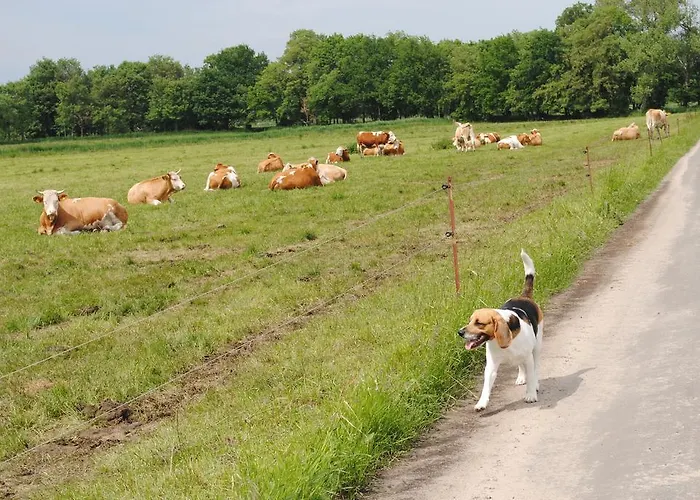 Zur Alten Faehre * Werder (Havel)